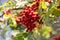 Rowan berries on a branch. Autumn harvest. Rowan tree berries hang on a green branch