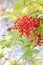 Rowan berries on a branch. Autumn harvest. Rowan tree berries hang on a green branch