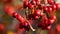 Rowan berries on a branch. Sorbus alnifolia, Sorbus aucuparia