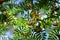 Rowan berries branches and leaves. Bright foliage in day light