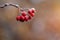 Rowan berries with ein on a blurry orange background. The first frost. Autumn day