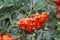 Rowan berries, Mountain ash Sorbus