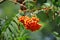 Rowan berries, Mountain ash Sorbus