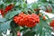 Rowan berries, Mountain ash Sorbus