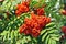 Rowan berries, Mountain ash (Sorbus)