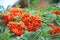 Rowan berries, Mountain ash (Sorbus)