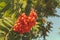 Rowan berries, Mountain ash Sorbus tree with ripe berry