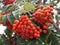 Rowan berries, Mountain ash Sorbus tree with ripe berry