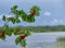 Rowan berries sorbus aucuparia by a lake