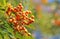 Rowan berries on a tree