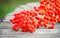 Rowan berry branches with ripe berries close-up