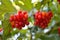 Rowan-berry bush in autumn