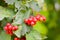 Rowan-berry bush in autumn