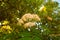 Rowan blossoms in Siberia.