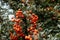 A rowan branch with corymb of many bright orange pomes