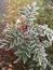 A Rowan branch in the frost.