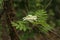 Rowan branch with inflorescence on a green background