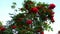 A rowan branch with red berries and green leaves swings in the wind.