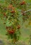 Rowan branch with red berries and green orange leaves in autumn in the Alps