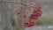 Rowan branch with red berries swinging on the old nature wind