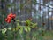 Rowan on a branch. Red rowan. Rowan berries on rowan tree. Sorbus aucuparia. Red rowan berries tree in the focus