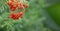Rowan on a branch. Sorbus medicinal plant, a bunch of berry on a branch, photo on a blurred background.