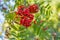 Rowan branches covered with beautiful red berries. Total captured one of the autumn mornings. Mountain ash branches