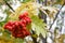 Rowan branches with ripe fruits close-up.  Early fall