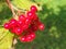 Rowan bush photographed in the garden.