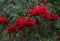 Rowan full of corymbs of ripe red berries