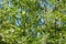 Rowan green leaf and branches background at summer forest in Finland. Natural texture