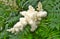 Rowan inflorescence Sorbus pohuashanensis growing in Far East Russia