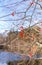 Rowan and leafless trees in autumn against the blue sky. Blurred background.