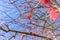 Rowan and leafless trees in autumn against the blue sky. Blurred background.