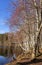 Rowan and leafless trees in autumn. Bare birch forest by the lake.