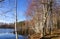 Rowan and leafless trees in autumn. Bare birch forest by the lake.