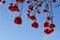 Rowan mountain ash berries on branches against the blue sky in winter