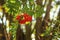Rowan / mountain-ash berry Sorbus aucuparia bunch growing on t