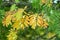 Rowan, Sorbus aucuparia twig yellow leaves