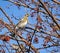 Rowan thrush, a bird with the Latin name Turdus pilaris on a branch of a Rowan tree in winter