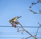 Rowan thrush, a bird with the Latin name Turdus pilaris on a branch of a Rowan tree in winter
