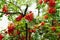 Rowan Tree. Branches of Mountain Ash, Beautiful Tree with Ripe Berries Against Clear Sky Background