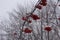 Rowan tree with bunches of red berries with hoarfrost. Winter scene