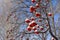 Rowan tree with bunches of red berries under snow. Winter scene