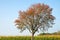 Rowan tree in front of cornfield, blue sky