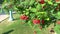 Rowan tree with fruits