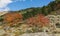 Rowan trees in autumnal colours, Andorra