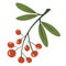 Rowan twig. Berries on a twig. Autumn foliage. Bunch of mountain ash. Plants and trees. Red berries. Vector botanical illustration