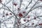 Rowanberries covered with hoarfrost in the winter morning