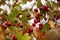 Rowanberries with Dew